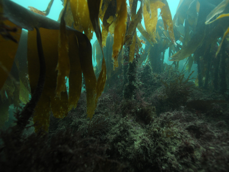 Laminaria hyperborea forest and foliose red seaweeds on moderately exposed upper infralittoral rock